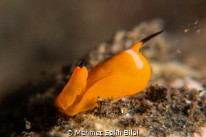 Sphoptheron sp.6 (3 mm length). Nikon D800, 105, SMC and ... by Mehmet Salih Bilal 